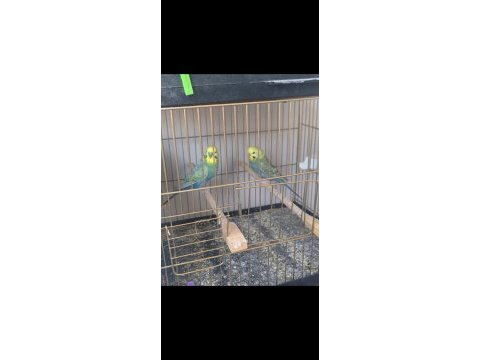 4 katlı kafes ve tüm malzemeleriyle muhabbet kuşlar