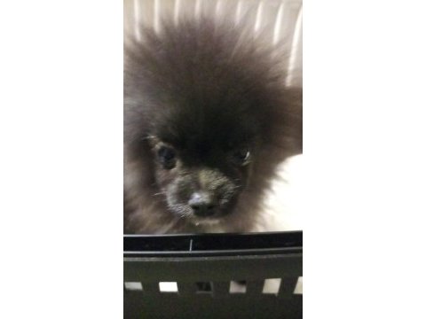 3 aylık pomeranian sahiplendirme