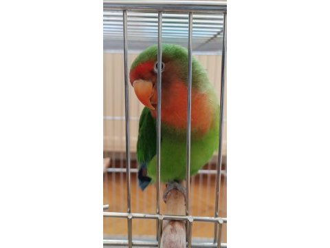Erkek cennet (sevda) papağanı