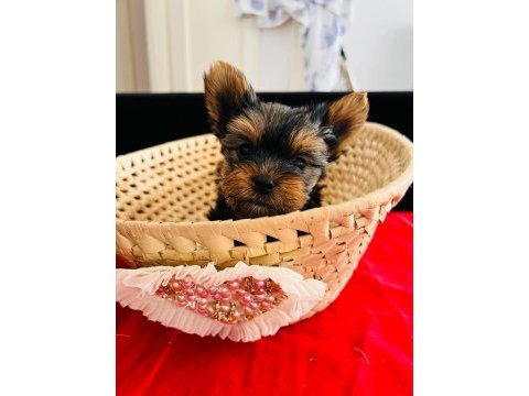 Micro teacup erkek yorkshire yavru