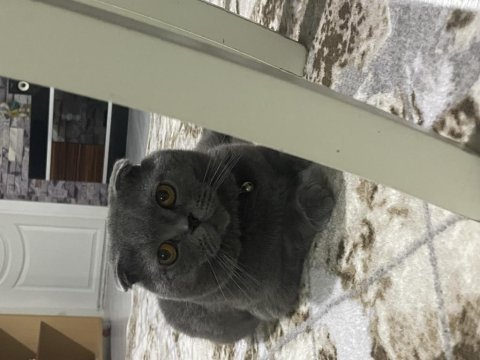 Scottish fold erkek kedimiz