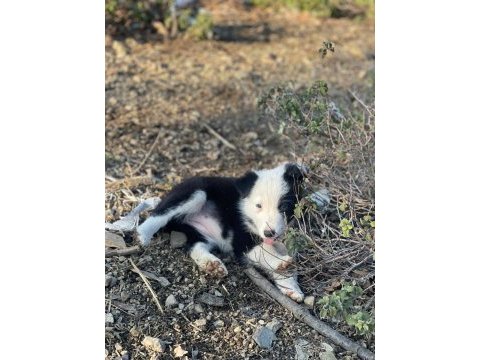 Border collie yavru köpeklerimiz