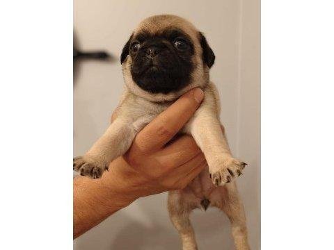 Pug yavrularımız orjinal ırk garantili