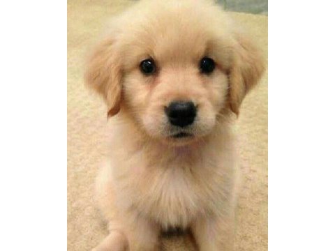 Golden retriever yavrularımız orjinal ev aile dostu