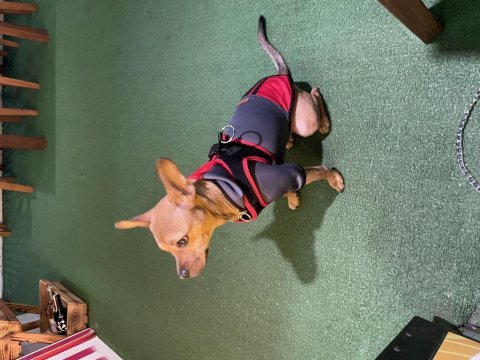 Chihuahua 9 aylık (şivava)