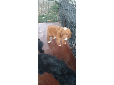 Cockapoo bebekler