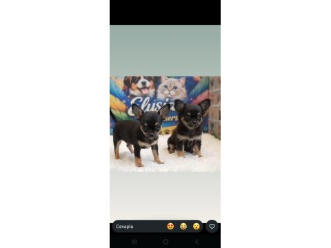 Safkan teacup şivava yavruları