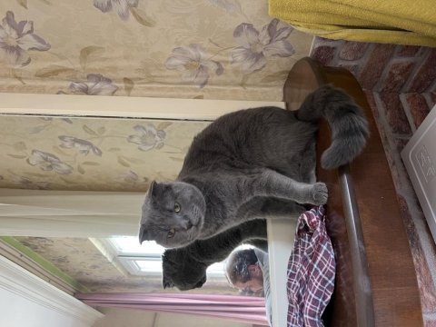 2.5 yaşında kısırştırlmış kedi