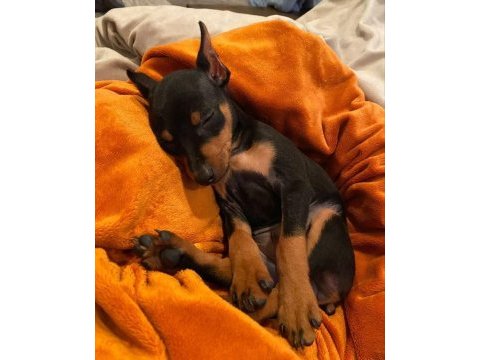 Hasım silen doberman yavruları