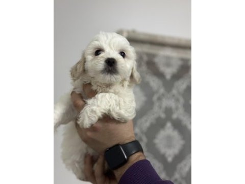 Sahiplendirmeye hazır maltese boncuklarımız