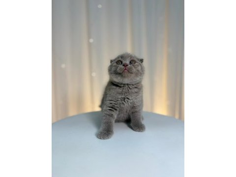 Irk ve sağlık garantili scottish fold yavrularımız