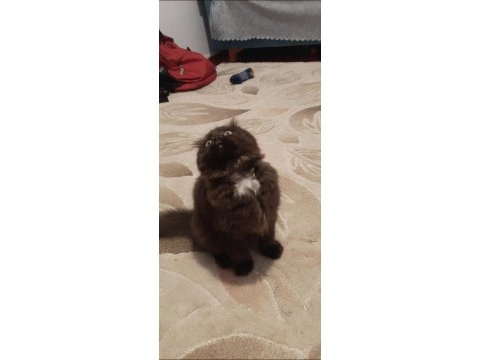 3 aylik tuvalet eğitimli çirkin kral scottish fold