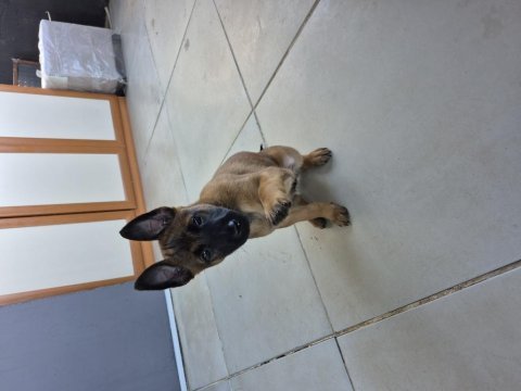Şampiyon kan hattından geleceğin çalışma köpekleri