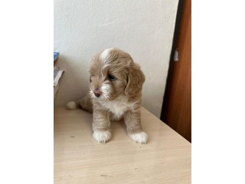1.5 aylık orjinal maltipoo yavruları