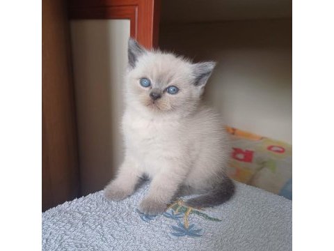 British shorthair yavrumuz