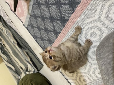 British shorthair mükemmel bebeklerim sizi bekliyor