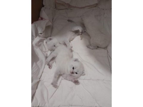 Bluepoint british longhair yavrular