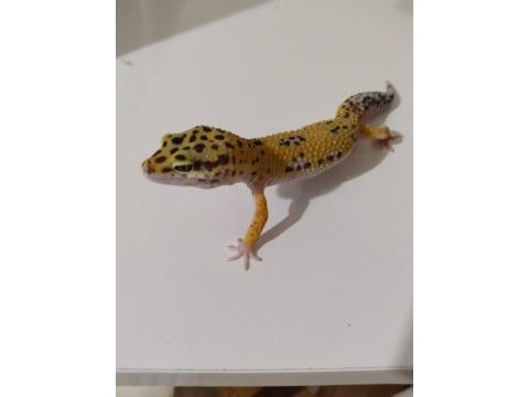 Leopard gecko dişi ve erkek