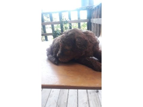 Toy poodle