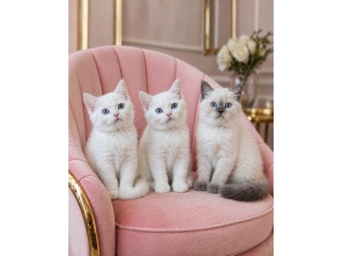Bir birinden güzel british shorthair yavrular