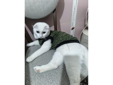 Scottish fold kedisi