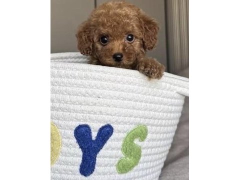Toy poodle sağlıklı