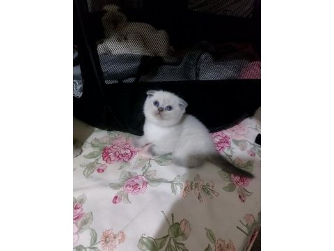 A++ scottish fold bebek