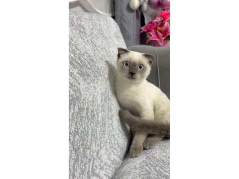 Scottish fold erkek
