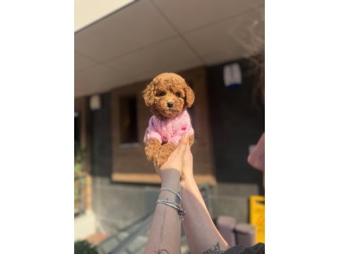 Toy poodle köpeklerimiz