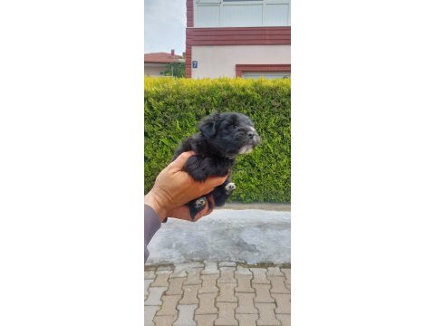 Sevimli pati morkie