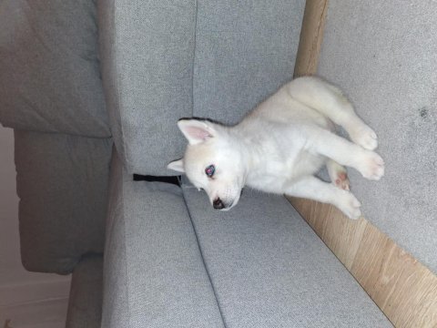 Safkan white maskeli kızıl husky bebek