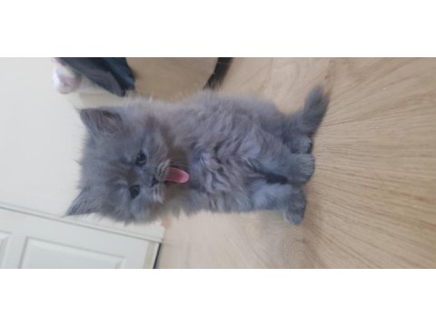 Sevimli kül rengi british longhair
