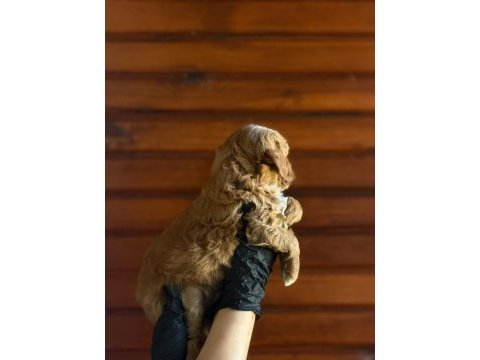 Maltipoo bebekler