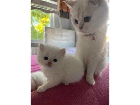 Masmavi orijinal british shorthair bebekler