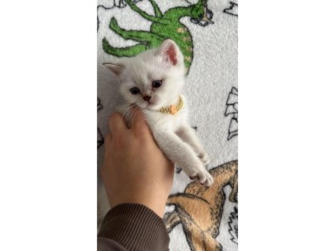 Minik british shorthair bebeğimiz