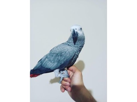 Full evcil üst düzey konuşan jako papağanı