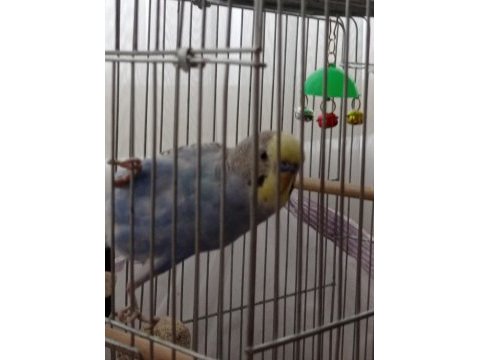 Erkek muhabbet kuşu 5-6 aylık