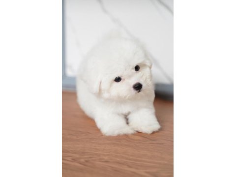 Türkiyede en iyi kalite nadir olanlardan bichon frise