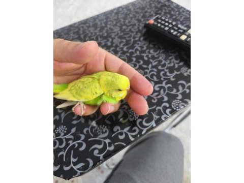 Yavru muhabbet kuşu bulunur.