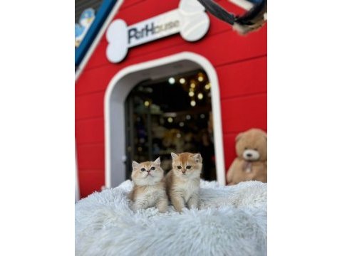 Rezerveye uygun british shorthair yavrular