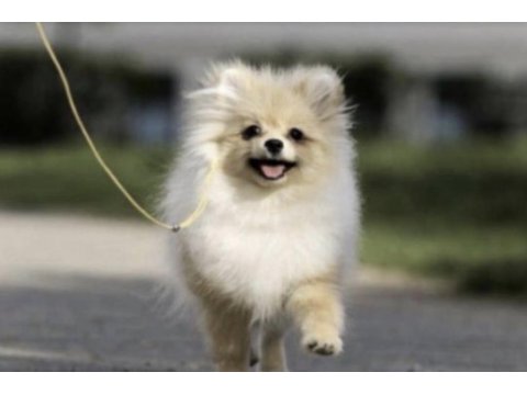 Pomerianan boo köpeğimiz