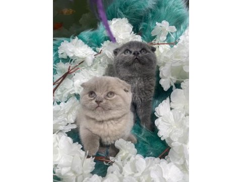 Güzel bebek kedilerimiz yeni yuvalarını arıyor