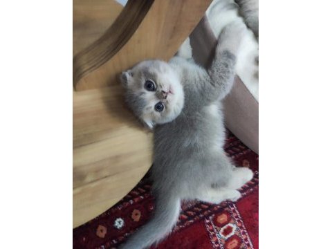 Scottish fold a kalite top kafa golden ay 11