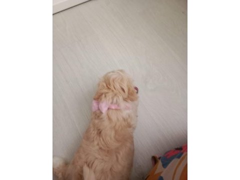 Maltipoo 3 aylık dişi