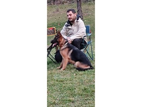 Full black alman çoban köpeği yavruları rezerve