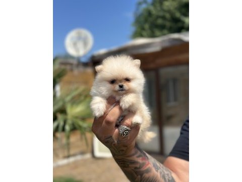 Orjinal pomeranian boo özel üretim yavrular