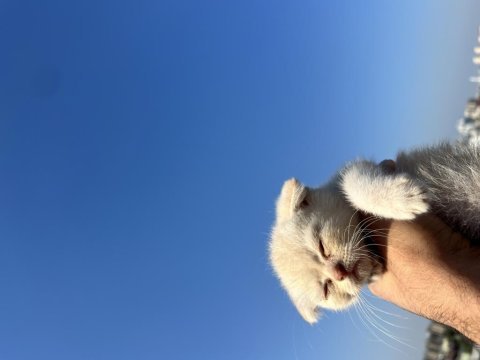 2 aylık scottish fold gold rengi kedimiz ilanda