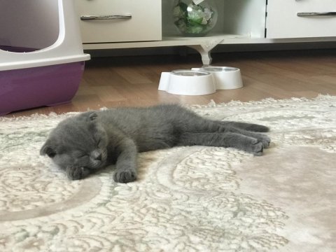 Scottish fold yavru