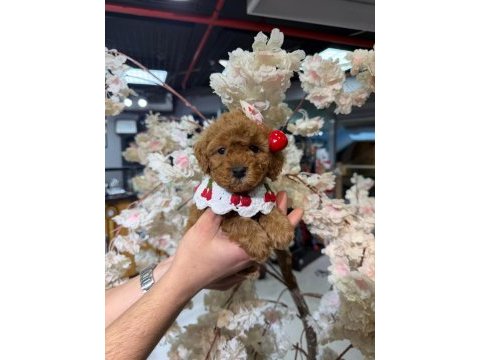 Toy garantili poodle bebekler