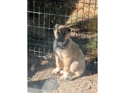 Safkan kangal yavrusu köpeğimiz 90 günlük
